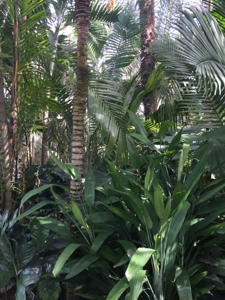 istock cluster of palm trees 1148929405