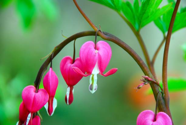 istock Pink bleeding heart flower in spring garden. (Lamprocapnos spectabilis) 1148929455