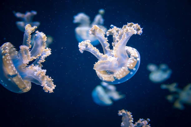 istock Beautiful jellyfish moving through the water neon lights 1148930661