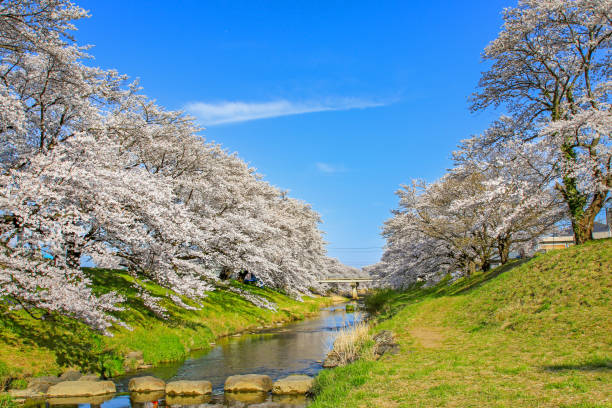 Beautiful cherry blossoms. sakura flowers in japan. Travel spring time.