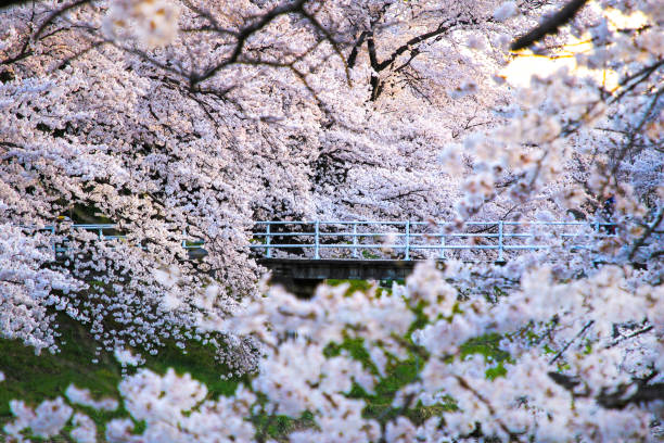 istock Beautiful cherry blossoms. sakura flowers in japan. 1148934470