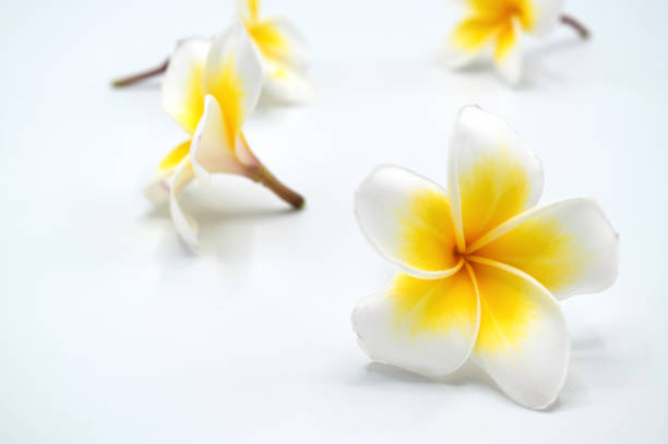 istock Champa, yellow flower isolated, freespace, flower flame 1148935994