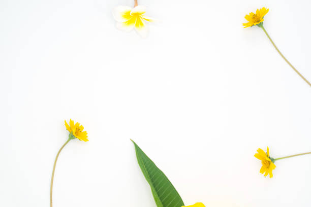 istock Champa, yellow flower isolated, freespace, flower flame 1148937375