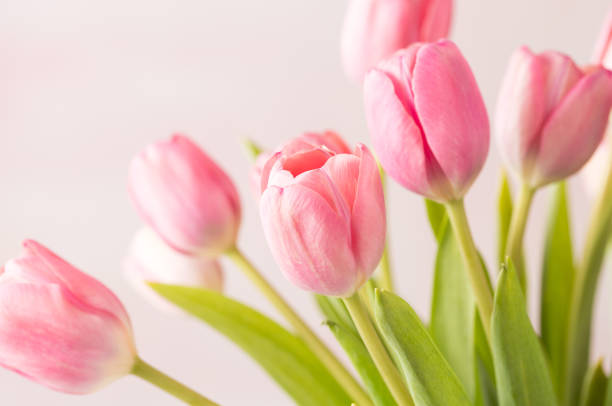 istock Close-up of pink tulips on a marbled background 1148938184