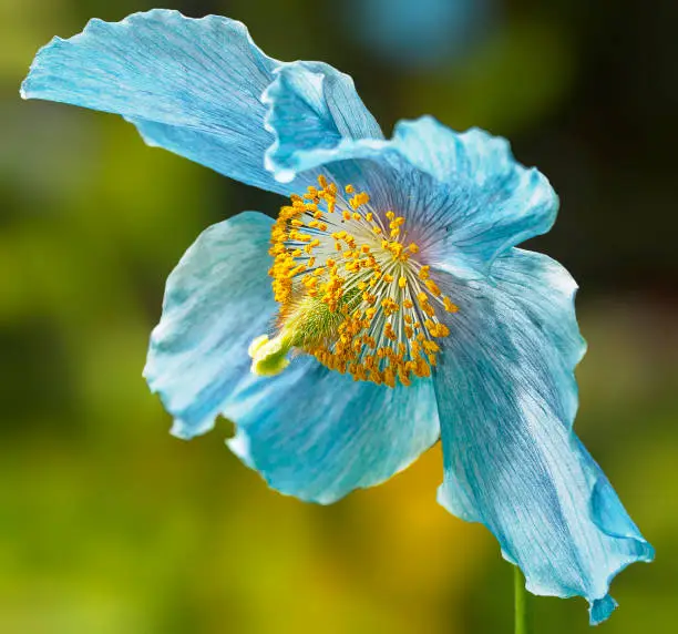 Blue flowers of Himalayan blue Tibet Poppy (Meconopsis betonicifolia)