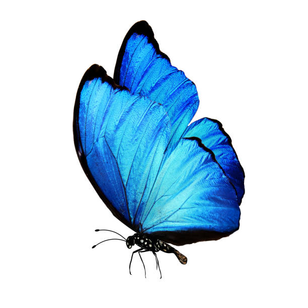 istock blue butterfly with legs and antennae. isolated on white background 1148939167