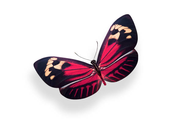 istock tropical red butterfly. isolated on white background 1148939172