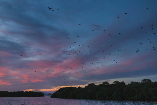 istock Fox bat flying in the sunset sky. Island flying fox or variable flying fox (Pteropus hypomelanus). 1148939288