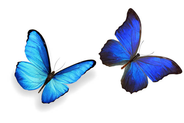 istock tropical blue butterfly. isolated on white background 1148939431