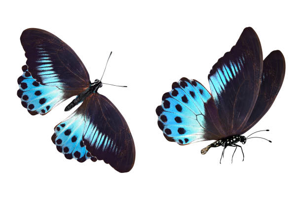 istock tropical blue butterfly. isolated on white background 1148939432