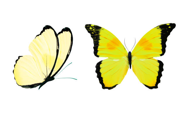 istock yellow butterfly isolated on white background. tropical insects. 1148939450