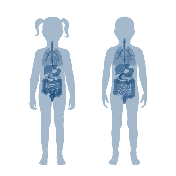 organ, internal, human, vector, donation, medical, illustration, boy, kid, child, young, silhouette, male, man, isolated, transplant, stomach, liver, testicle, intestine, bladder, lung, scrotum, kidney, heart, pancreas, health, care, donor, digestive, bod Vector isolated illustration of child internal organs - boy and girl. Stomach, liver, intestine, bladder, lung, testicle, spine, pancreas, kidney, heart, bladder icon. kid body parts stock illustrations