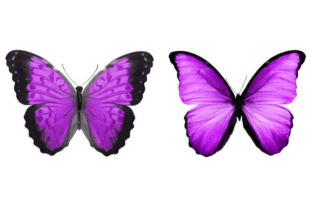 istock beautiful two purple butterflies isolated on white background 1148939679