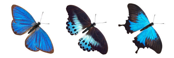 istock flock of blue butterflies isolated on white 1148939741