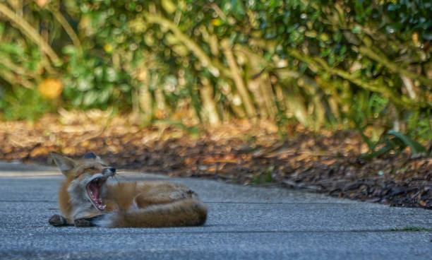 istock Young Fox Roaming Around Suburban Orlando in Central Florida 1148939808