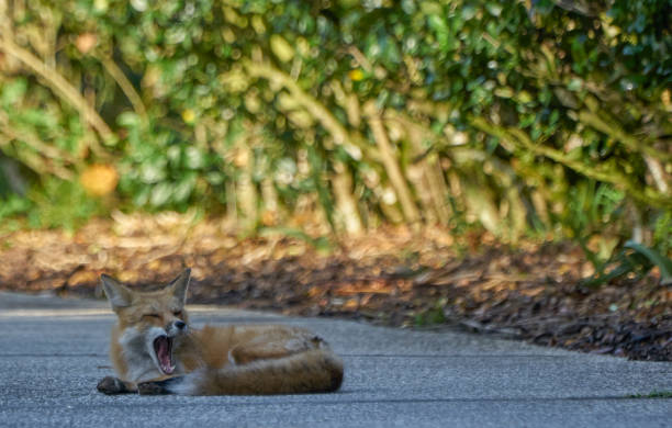 istock Young Fox Roaming Around Suburban Orlando in Central Florida 1148939844