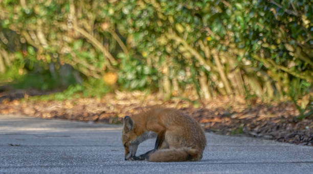istock Young Fox Roaming Around Suburban Orlando in Central Florida 1148939875