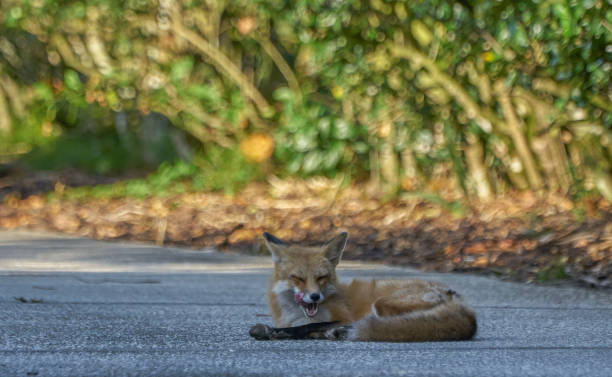 istock Young Fox Roaming Around Suburban Orlando in Central Florida 1148940053