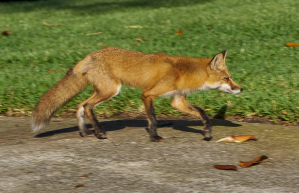 istock Young Fox Roaming Around Suburban Orlando in Central Florida 1148940206