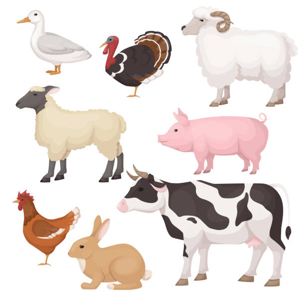 ilustrações, clipart, desenhos animados e ícones de bonito, engraçado animais de estimação. animais grandes e médios. mercado do fazendeiro da carne agricultural. - rabbit livestock pets cartoon