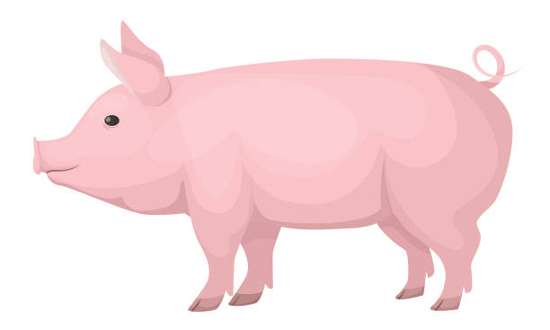 nutztiere. niedliches, lustiges, rosa hausschwein, mittelgroß. - pig stock-grafiken, -clipart, -cartoons und -symbole