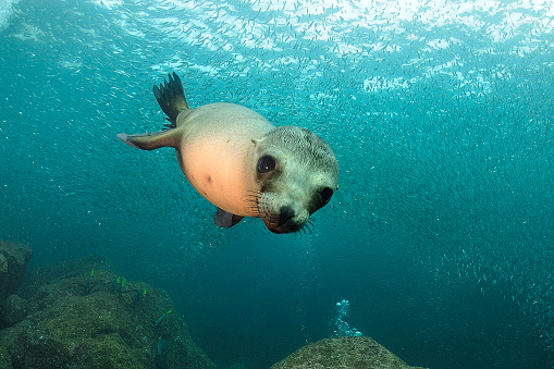 Close up of a cute Australian fur seal pup looking at camera while swimming and playing underwater in clear blue ocean