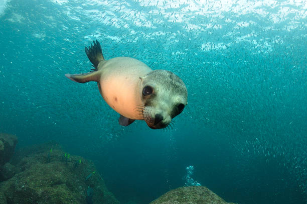 lew morski - sea lion zdjęcia i obrazy z banku zdjęć