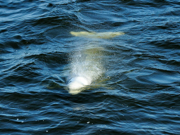 Beluga A beluga whale swimming in the Churchill River, MB, Canada churchill manitoba stock pictures, royalty-free photos & images