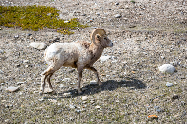 carneiros rochosos da montanha - rocky mountain sheep - fotografias e filmes do acervo
