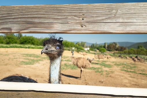 Portrait of Emu, With Nictitating Membrane on Its Eyes