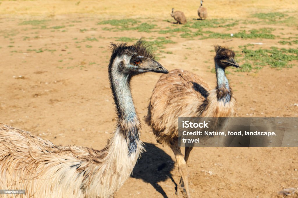 Emu, el pájaro nativo más grande de Australia - Foto de stock de Aire libre libre de derechos