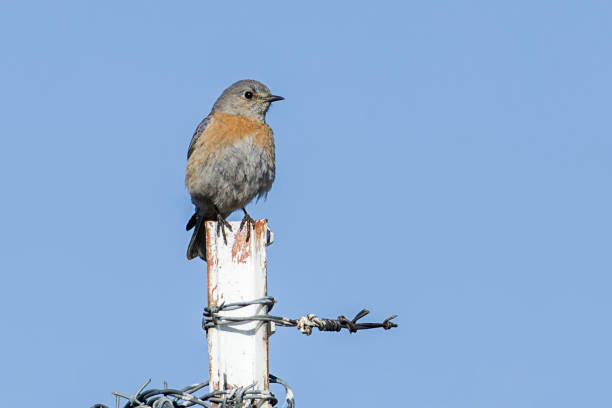 A female western blue bird is perched on a metal stake in north Idaho.