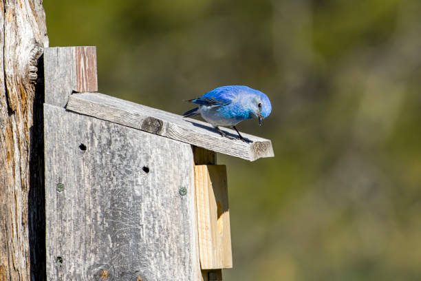 istock Cute mountain bluebird looks down. 1148948637