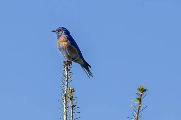 istock Male western bluebird on treetop. 1148948644