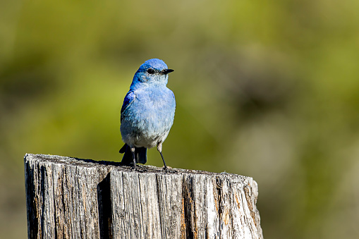 A tiny mountain bluebird is perched atop a wood post at Farragut State Park in north Idaho.