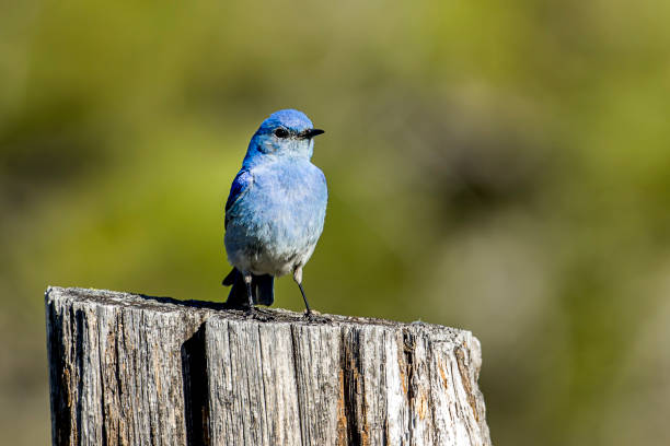 горная голубая птица на деревянном столбе. - mountain bluebird bird bluebird blue стоковые фото и изображения