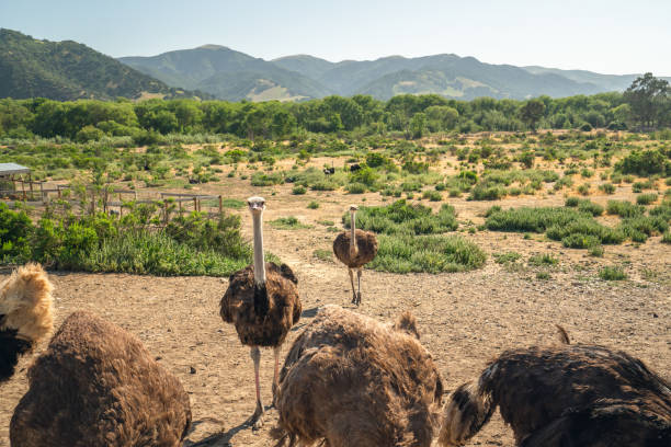 istock Walking Ostriches, Ostrich Farm, California 1148948670