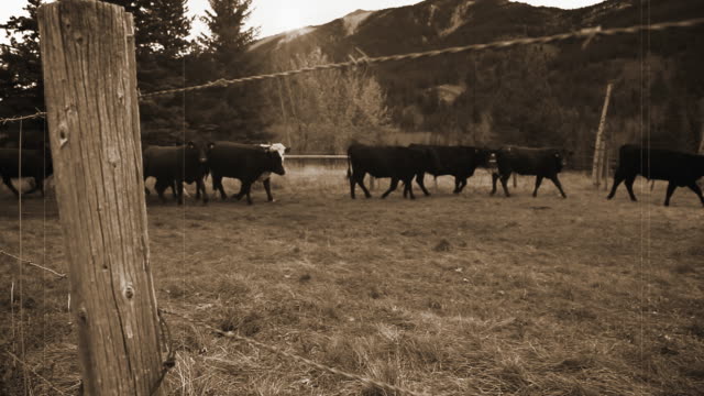 Vintage cattle drive in the Rocky Mountains