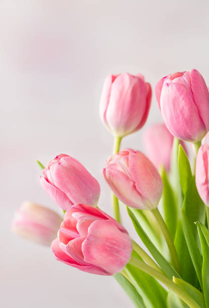 istock Cut Pink Tulips with Copy Space 1148949154