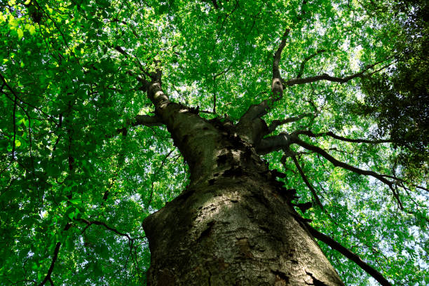 Looking up at treetops and the clear sky in springtime