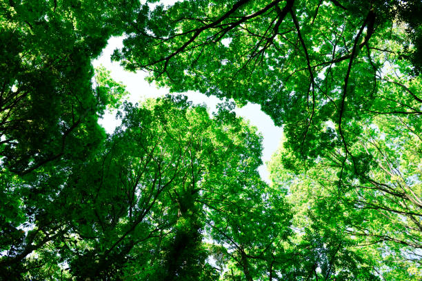 istock Looking up at treetops and the clear sky 1148949284