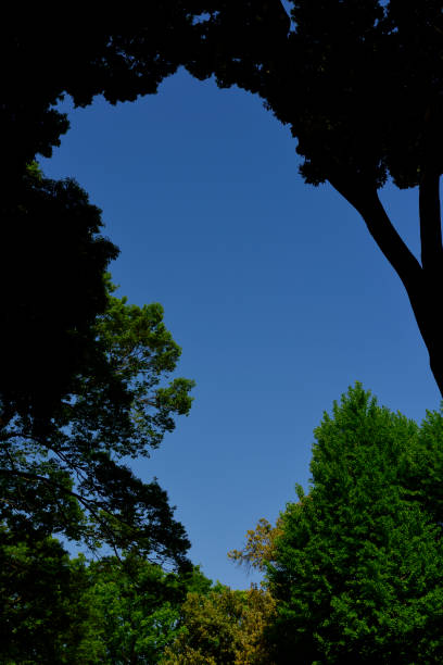 Looking up at natural frame of treetops against clear sky.
