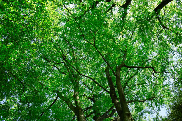 istock Looking up at treetops and the clear sky 1148949340