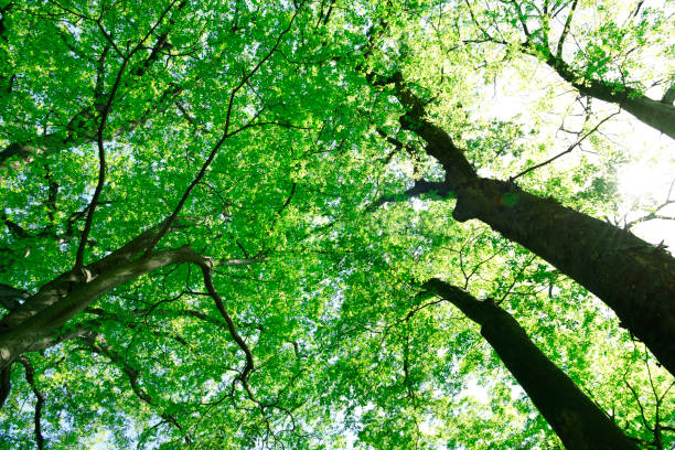 istock Looking up at treetops and the clear sky 1148949370