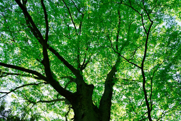 istock Looking up at treetops and the clear sky 1148949394