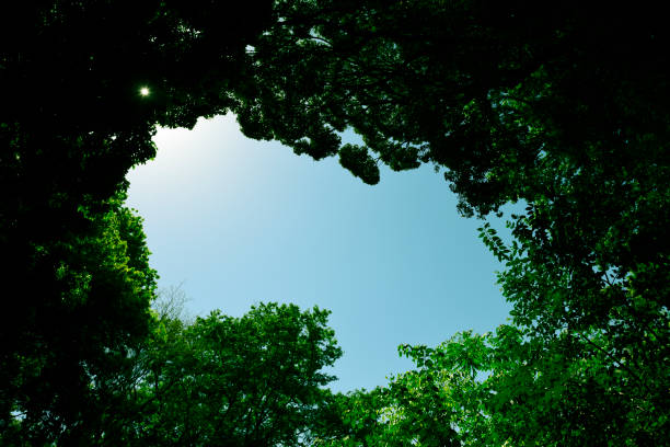 istock Looking up at natural frame of treetops. 1148949937