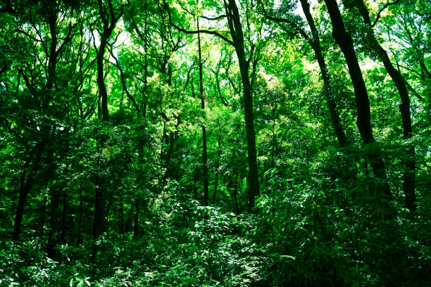 luce solare attraverso la foresta - vibrant color horizontal japan branch foto e immagini stock