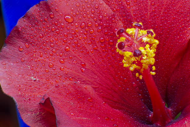 Hibiscus flower and petals inside macro closeup 22