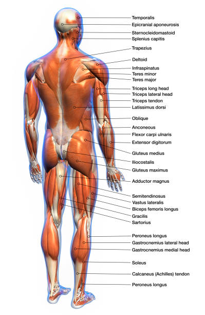 Labeled Anatomy Chart of Male Muscles on White Background Labeled human anatomy diagram of man's full body muscular system from a posterior view on a white background. deltoid photos stock pictures, royalty-free photos & images