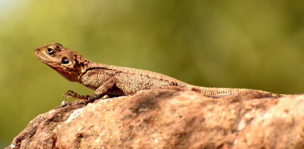 istock Lizard sitting on rock in the sun 1148954853